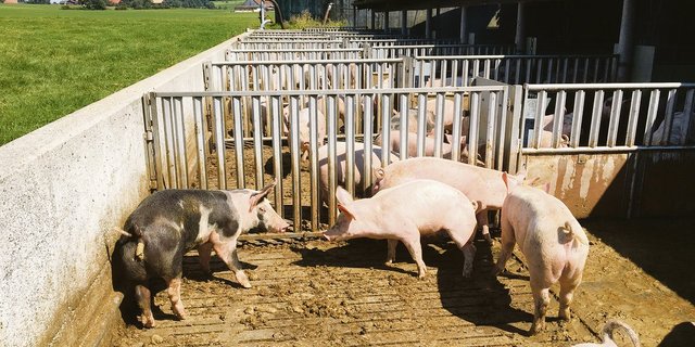 Frühlingstage sind für die Schweinegesundheit nicht zu unterschätzen: Sonnenbrände im Auslauf und tiefe Temperaturen im Stall begünstigen Krankheiten.(Archivbild BauZ)