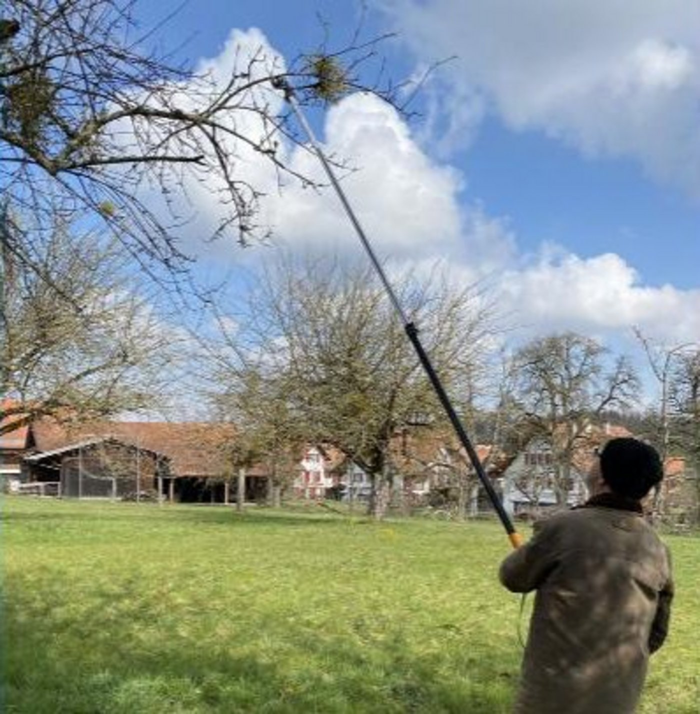 Mistelpflanzen müssen vom Baum geschnitten werden, um sie langfristig zu entfernen. Dies klappt mit einer Teleskop-Baumschere mit klappbarem Schneidkopf. (Bild Katrin Erfurt)