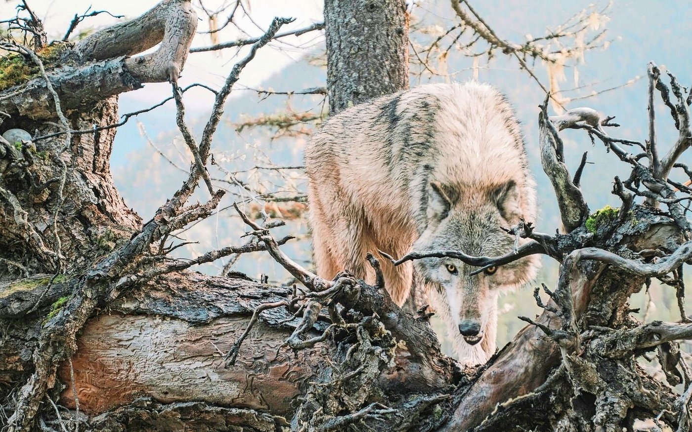In mehreren Kantonen sorgt der Wolf für Nachrichten. Gesuche zur Regulierung wurden beim Bund eingereicht.