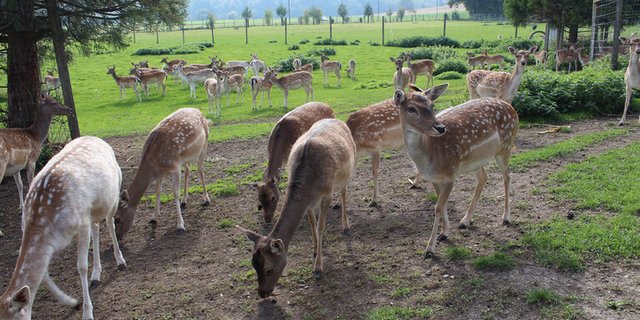 Die Nachfrage nach Schweizer Wildfleisch ist gut. (Bild lid)