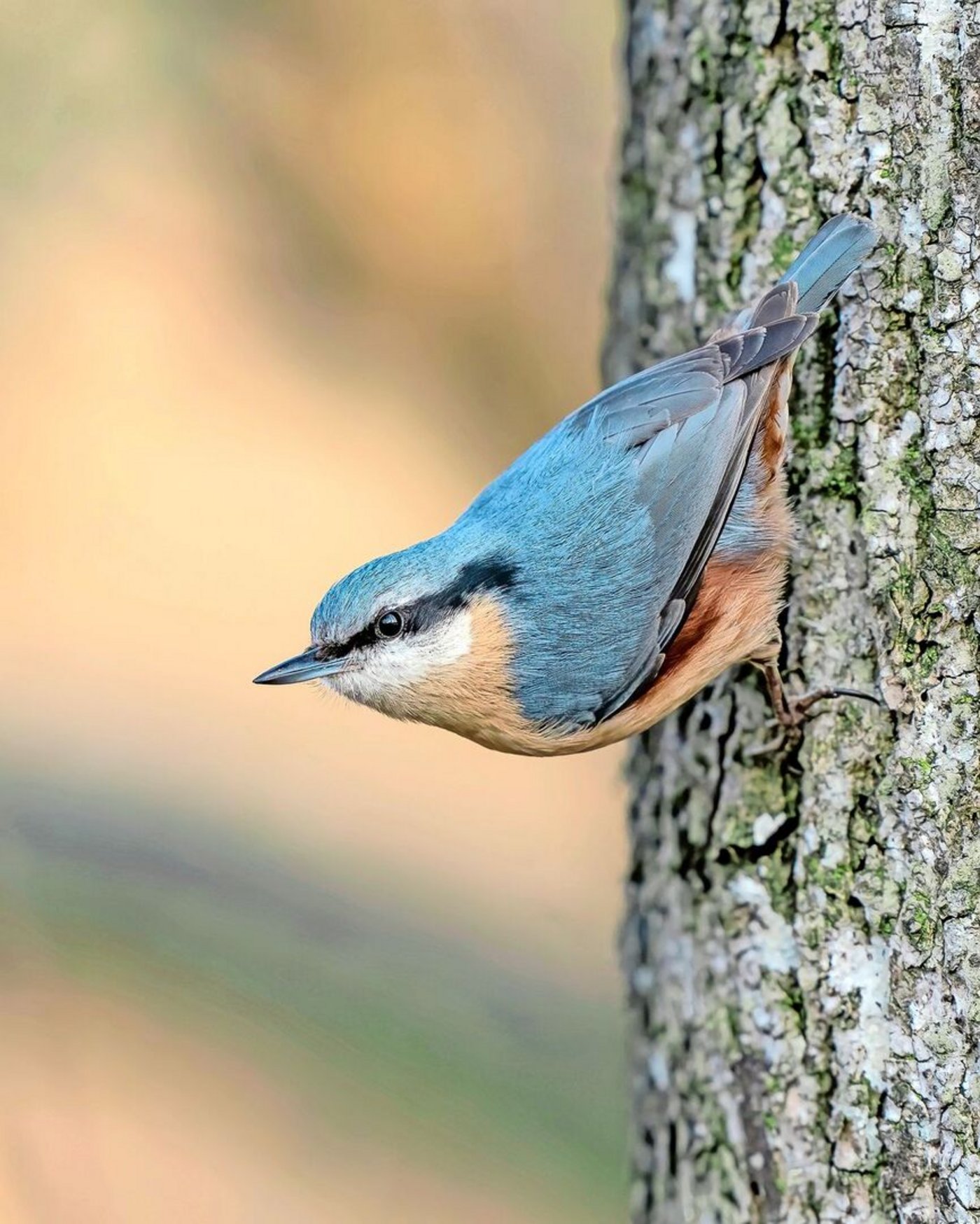Kleiber klettern kopfüber und jagen an Baumstämmen.