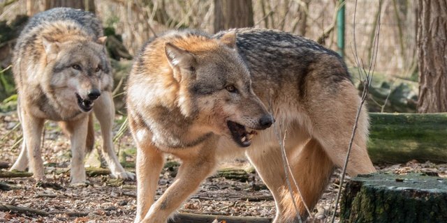 Wölfe sind territoriale Tiere, deren Reviere in Europa durchschnittlich 200 bis 300 Quadratkilometer gross sind. Sind alle Territorien besetzt, wandern weitere Wölfe weg und können in neue Gebiete vordringen. (Bild MRCat/Pixabay)