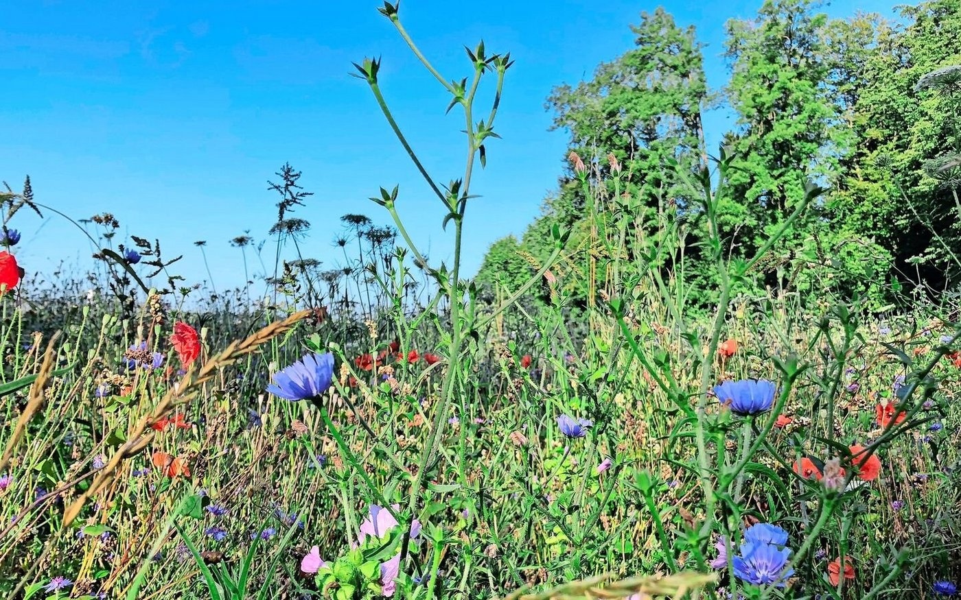 Junge Brache: Säuberungsschnitte können Wunder wirken. 