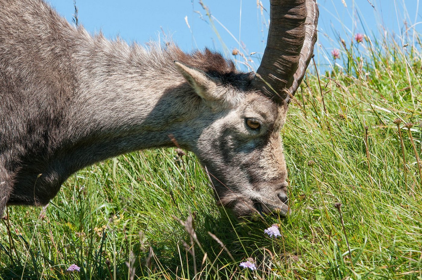 Ein Steinbock tut sich an einer alpinen Wiese gütlich. Damit hilft er niederwüchsigen Pflanzen, denn ... (Foto: Josef Senn/WSL)