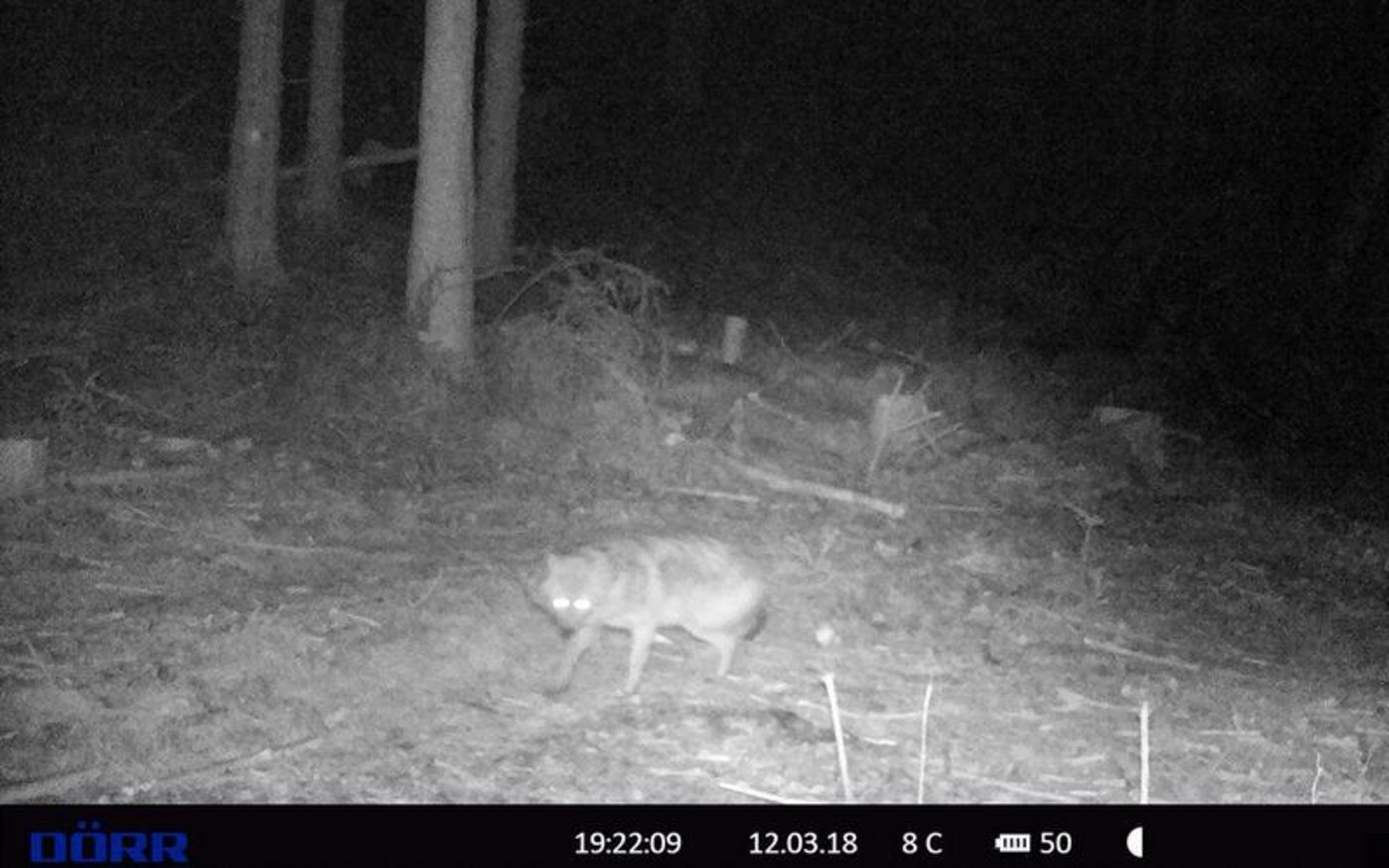 Das Beweisfoto: Der erste im Fürstentum Liechtenstein abgelichtete Goldschakal. (Bild IKR)