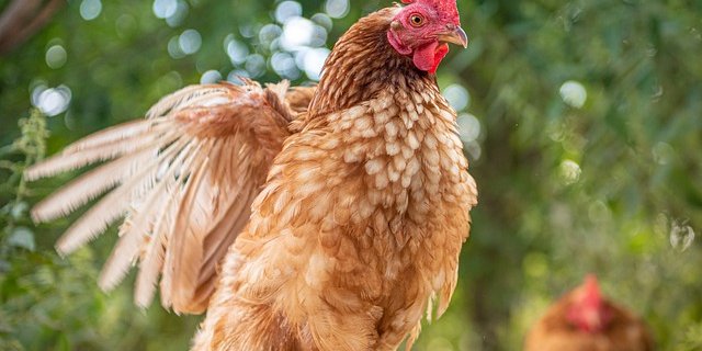 Eine Möglichkeit für Bio-Umsteller sieht Josef Bircher bei Bio-Legehennen. (Bild Pixabay)