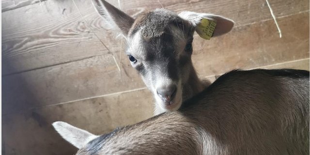 Tut schon beim Hinsehen weh: Schmerzhaft eiternde Ohren kennt jeder Kleinviehzüchter, seit der Einführung der Einzeltierregistrierung. Die neuen Ohrmarken stehen in der Kritik heftige Entzündungen hervor zu rufen. (Bild dj)