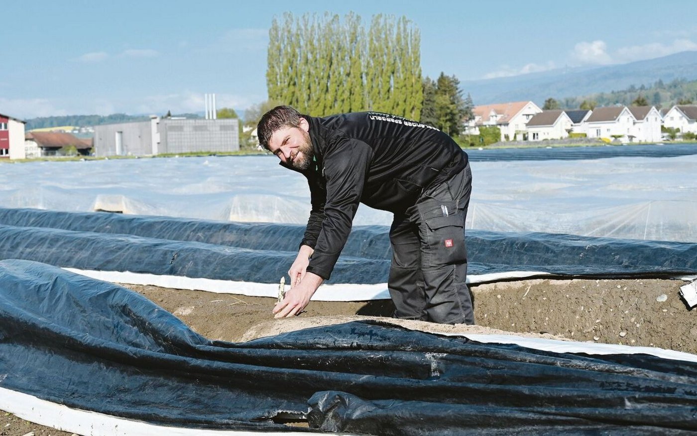 Das Ernten der Spargeln bei jedem Wetter ist ein Knochenjob, der viel Übung erfordert. Der Produzent zeigt, wie es geht. 