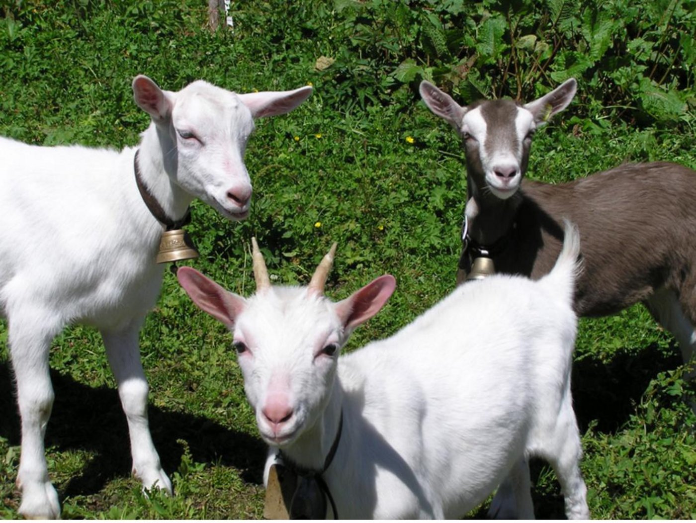 Oft sei die Narkose ungenügend, wenn Tierhalter die Zicklein selbst enthornen. (Bild lid)