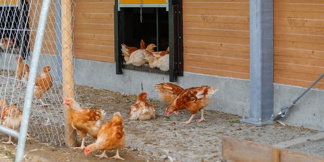Der Bio-Anteil ist beim Geflügel mit 18 Prozent überdurchschnittlich. (Bild BauZ)