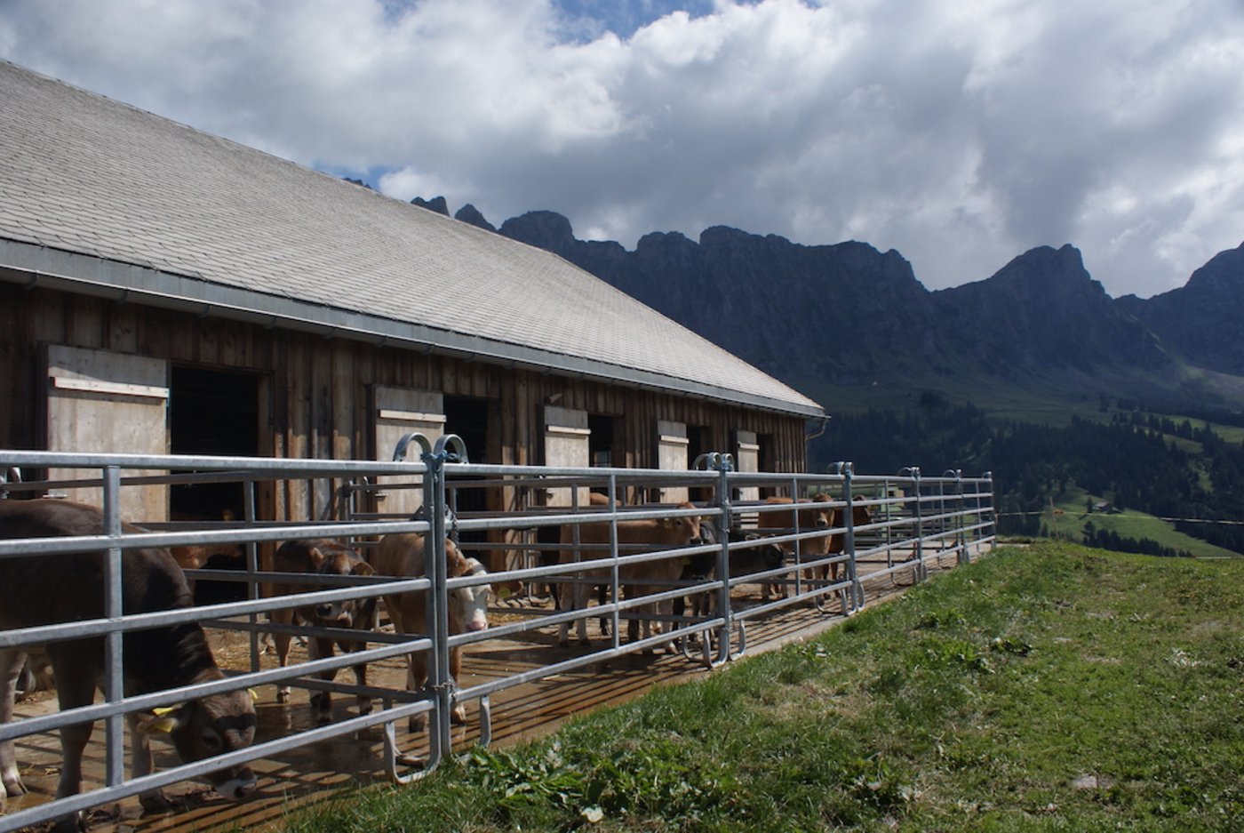 Unter anderem strengere Vorschriften für Stallbauten machen Investitionen im Sömmerungsgebiet nötig. Daher begrüsst der SAV  die politischen Anpassungen, dank der Finanzierung vereinfacht wird. (Bild SAV) 