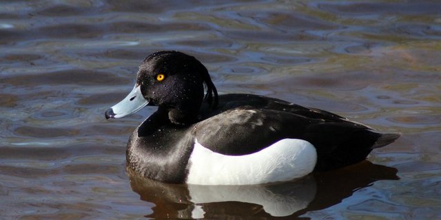Reiherente: Bei den Wildvögeln hat sich die Lage derzeit beruhigt. (Bild pd)