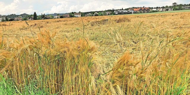 Sowohl im ÖLN-Anbau als auch im Extenso bezeichnet die Swissgranum die Resultate der Sortenversuche als «schwach». Insbesondere im Extenso seien die Erträge deutlich unter der Norm. 