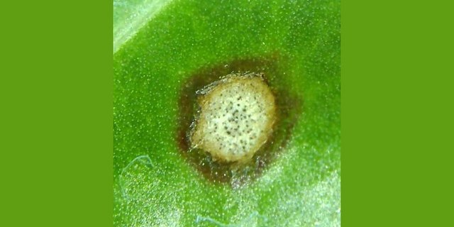 Cercospora Blattflecken sind 2-3mm gross und durch einen dunklen Rand gekennzeichnet. Oftmals findet man im Innern der Blattflecken schwarze Punkte. (Bild Luzi Schneider)