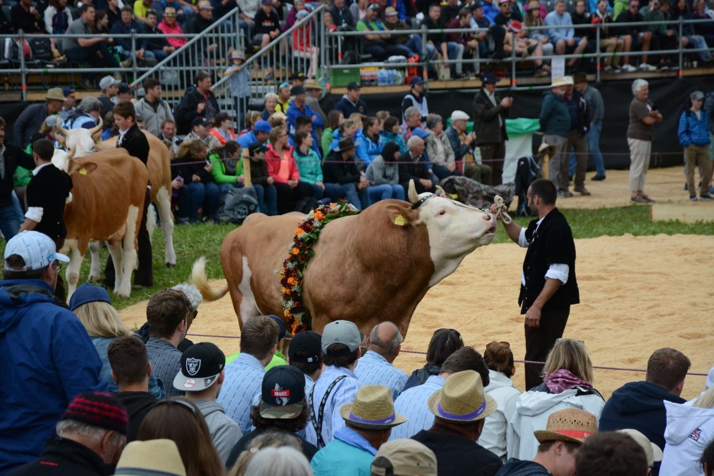Am Oberländischen Schwingfest wird es still, als der Koloss den Ring betritt. Simmentalerstier Jan von Peter Zimmermann ist der Preis für den Sieger. (Bild sb)
