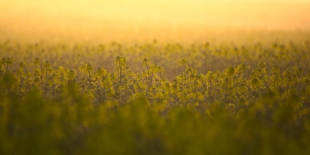 Der Einstieg in den Holl-Rapsanbau soll dem Verband in schwieriger finanzieller Lage helfen. (Bild Pixabay)