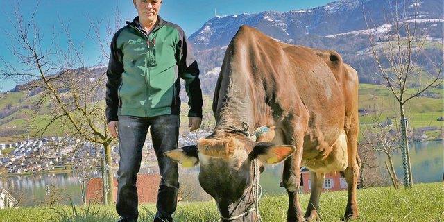 Urs Landolt hat viel Freude an wirtschaftlichen Tieren wie Alibaba Adriana. Sie wurde 2012 Miss Rind und hat heute schon über 60 000 Kilo Milch produziert.(Bild Reto Betschart)