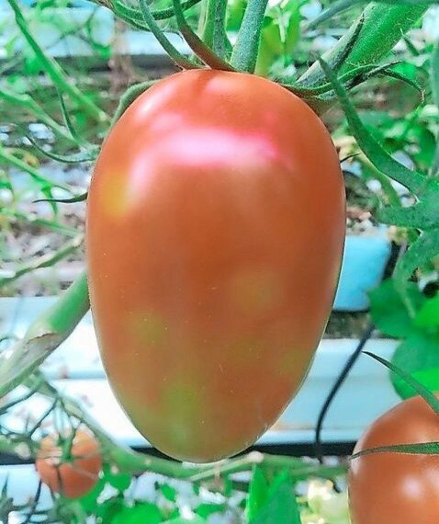 Fleckige Früchte durch Jordanvirus-Befall.