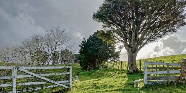 Wo ist wohl die Mama? Dieses Lämmchen sucht inmitten der wunderschönen neuseeländischen Kulisse seine Mutter. Der ausgewanderte Schweizer Beni Aeschbach hält rund 60 Mutterschafe mit ihren Jungen sowie einen Widder.