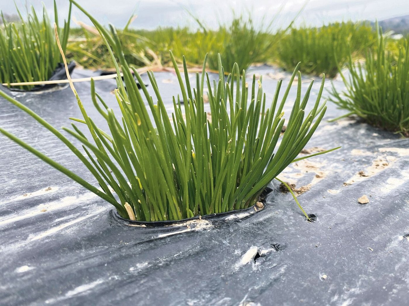 Schnittlauch spielt auf dem Betrieb in Berikon die Hauptrolle und wird über den Zürcher Engros-Markt verkauft.