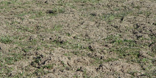 Mehr Erde als Gras: Mäuse können grosse Schäden an Wiesen anrichten . (Bild Cornel Stutz/Agroscope)