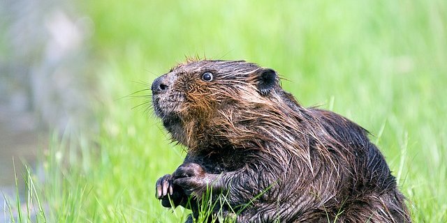 Im Sachplan soll unter anderem auch festgelegt werden, wie man mit Wildtierkonflikten, etwa mit Bibern, umgehen will. (Bild Pixabay)