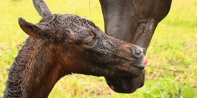 Nach der Geburt liegt das Fohlen erstmal. Innerhalb der ein bis zwei Stunden sollte es aber schon die ersten Gehversuche machen und sich auf die Suche nach dem Euter machen. (Bild Pixabay)