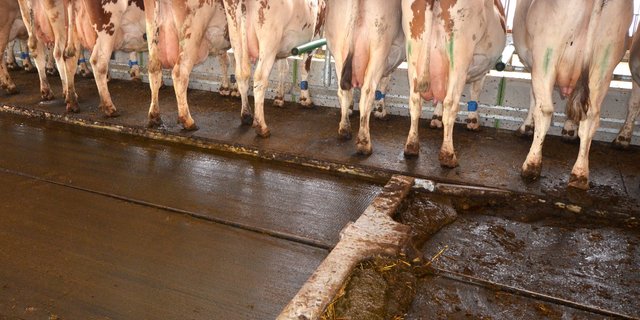 Wird der Mist häufig abgeschoben, entweicht weniger Ammoniak. Fressstände mit Abtrennungen, um den dahinterliegenden Gang häufig und ohne Verdrängen der Tiere abschieben zu können, erlauben eine optimale Funktion. (Bild Agroscope)