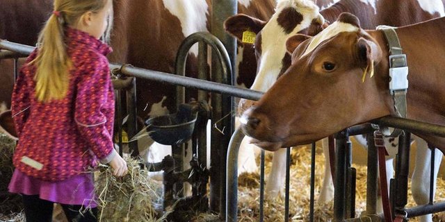 Der 1972 erbaute Anbindestall ist zu klein und entspricht nicht mehr den Anforderungen der revidierten Tierschutzverordnung. (Bild mr/lid)