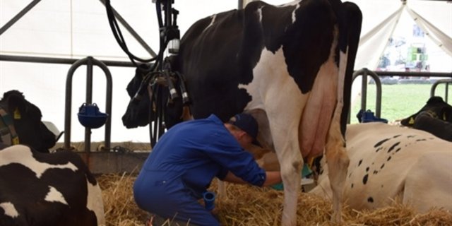 Swiss Skils 2018: Landwirt Mike Bircher beim Melkwettbewerb. (Bild jw) 