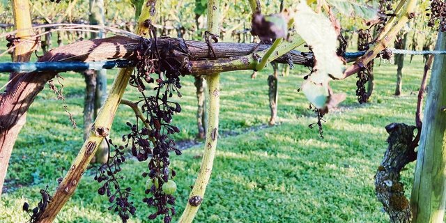 Diese Müller-Thurgau-Trauben wurden vom Hagel zerschlagen, dazu kommt ein Befall mit dem Falschen Mehltau. 