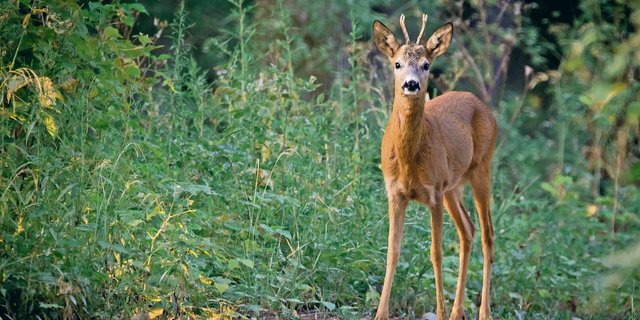 Sieht niedlich aus: Schalenwild kann in Schutzwäldern beachtlichen Schaden anrichten. (Symbolbild Lubos Houska/Pixabay)