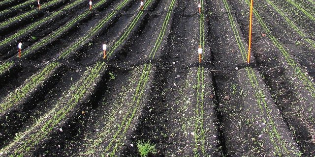 Karottenversuch für Ersatzstrategien zu Linuron auf organischem Boden im Berner Seeland. (Bild Agroscope)