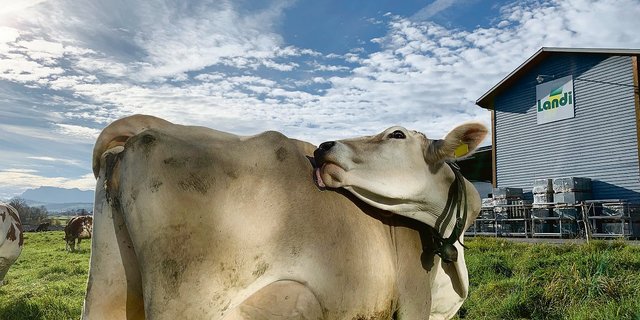 Beim Rindvieh ist anzusetzen für weniger Ammoniak in der Luft. So beim Bauen, der Fütterung und der Gülleausbringung. Damit ist auch die vorgelagerte Branche gefordert. Auf Weiden wird hingegen nur wenig Ammoniak freigesetzt. (Bild Josef Scherer)
