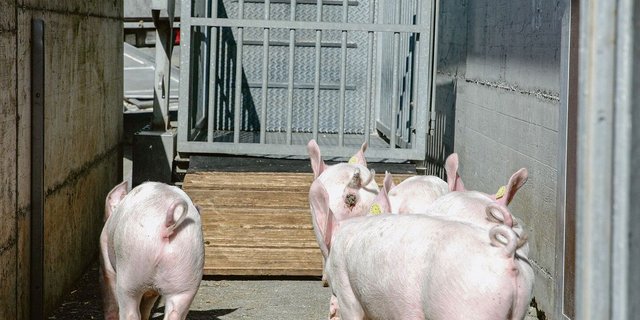 Mastjager beim Verlad: Um den Schweizer Schweinemarkt zu entlasten, braucht es nun Sofortmassnahmen. 