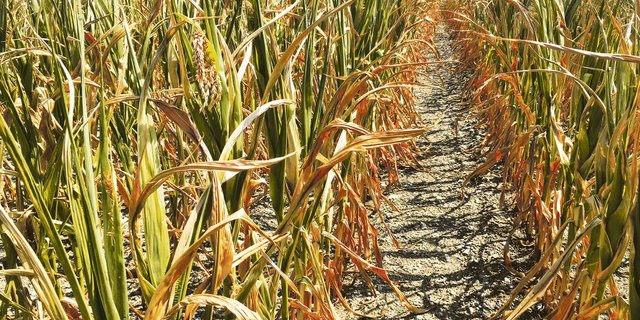 Extremwetterereignisse haben in den vergangenen Jahren zugenommen. Versicherungen bieten bei Ernteausfällen umfangreichen Versicherungsschutz an.(Bild zVg