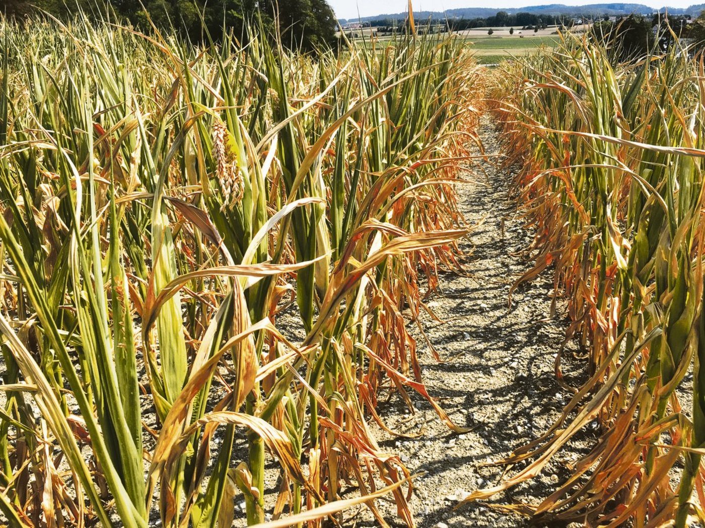 Extremwetterereignisse haben in den vergangenen Jahren zugenommen. Versicherungen bieten bei Ernteausfällen umfangreichen Versicherungsschutz an.(Bild zVg