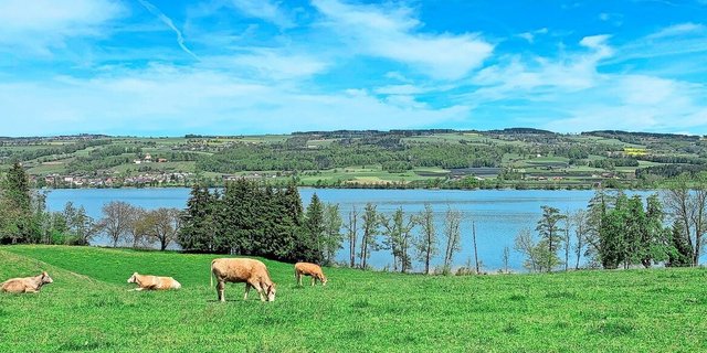 Weidende Kühe am Baldeggersee. Luzerner Kantonsräte wehren sich gegen die Sündenbockrolle der Landwirtschaft beim Gewässerschutz und fordern, dass auch andere Quellen für Einträge näher untersucht werden.   