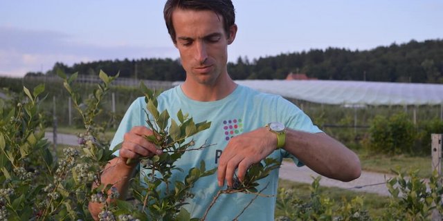 Simon Räss ist ein Tüftler wenn es um den Anbau von neuen Beeren geht. Die Herkömmlichen sind aber genau so wichtig, wie er sagt. (Bilder asa)