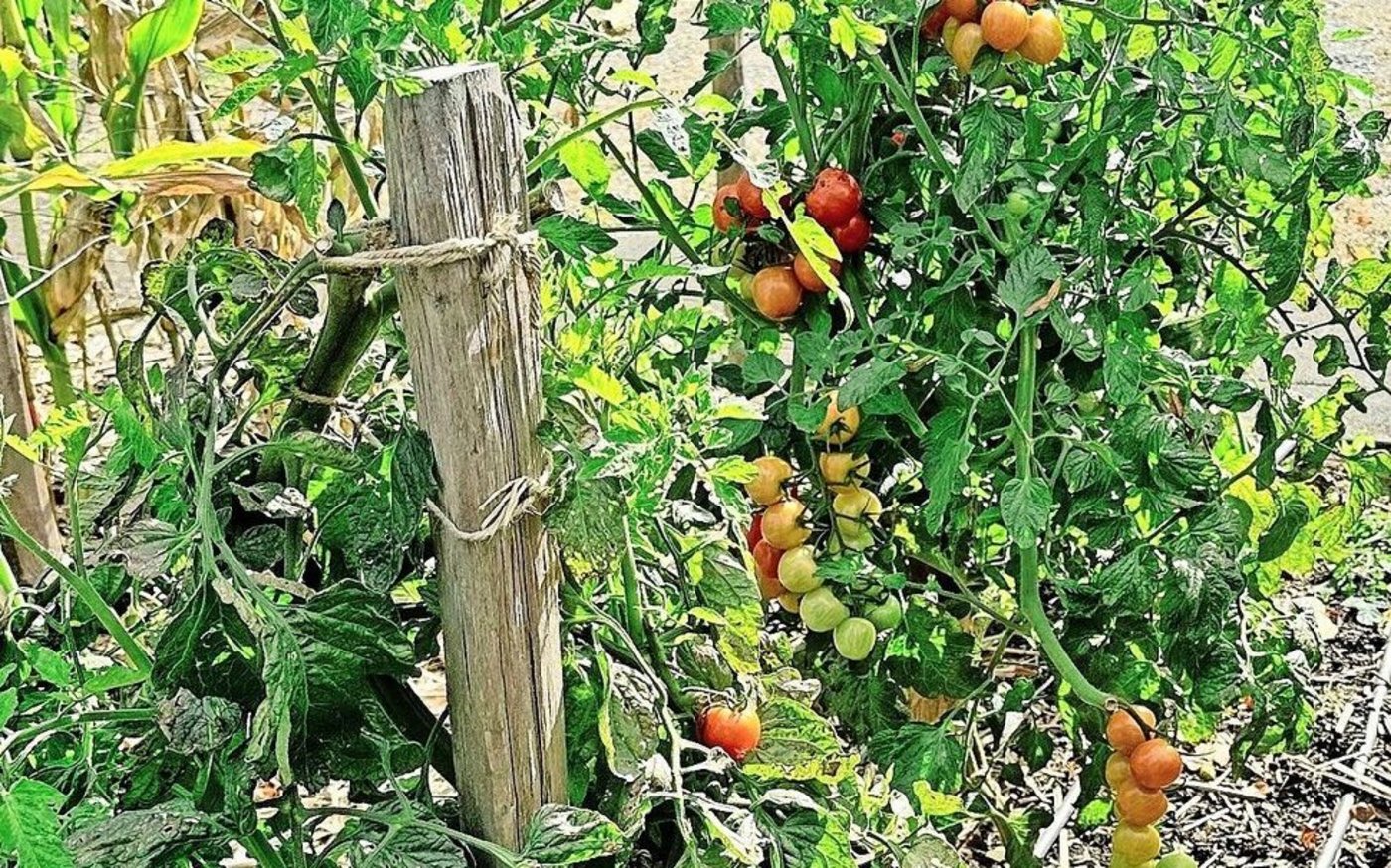 Damit man bis in den Herbst Tomaten ernten kann, sollten die Pflanzen nicht zu dicht gesetzt und laufend aufgebunden werden. 