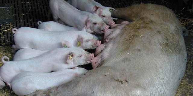 Wichtigster Abnehmer für lebende Schweine aus Dänemark ist weiterhin Deutschland. (Bild: BauZ)