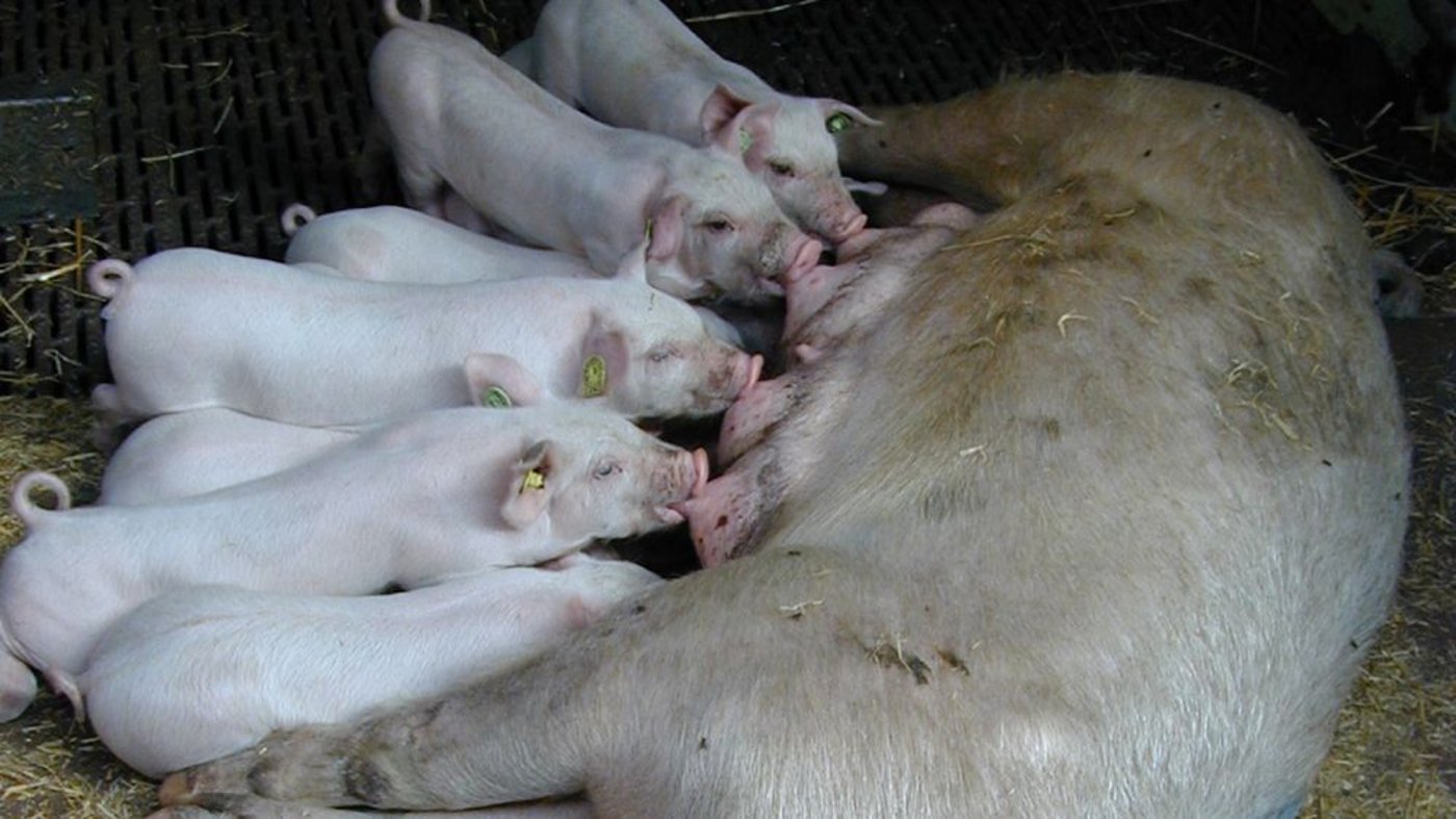 Wichtigster Abnehmer für lebende Schweine aus Dänemark ist weiterhin Deutschland. (Bild: BauZ)