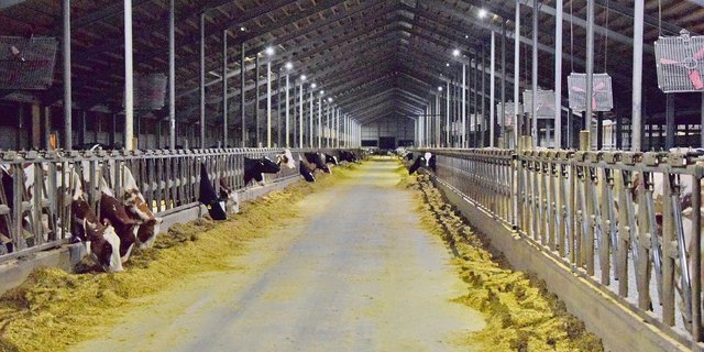 Der besuchte Ekoniva-Betrieb hält in drei Laufställen 2800 Milchkühe. (Bilder Katrin Erfurt)