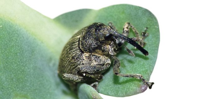 Der Raps-Stängelrüssler ist einer der ersten, schon im März erscheinenden Rüsselkäfer. Bild: Landfoto