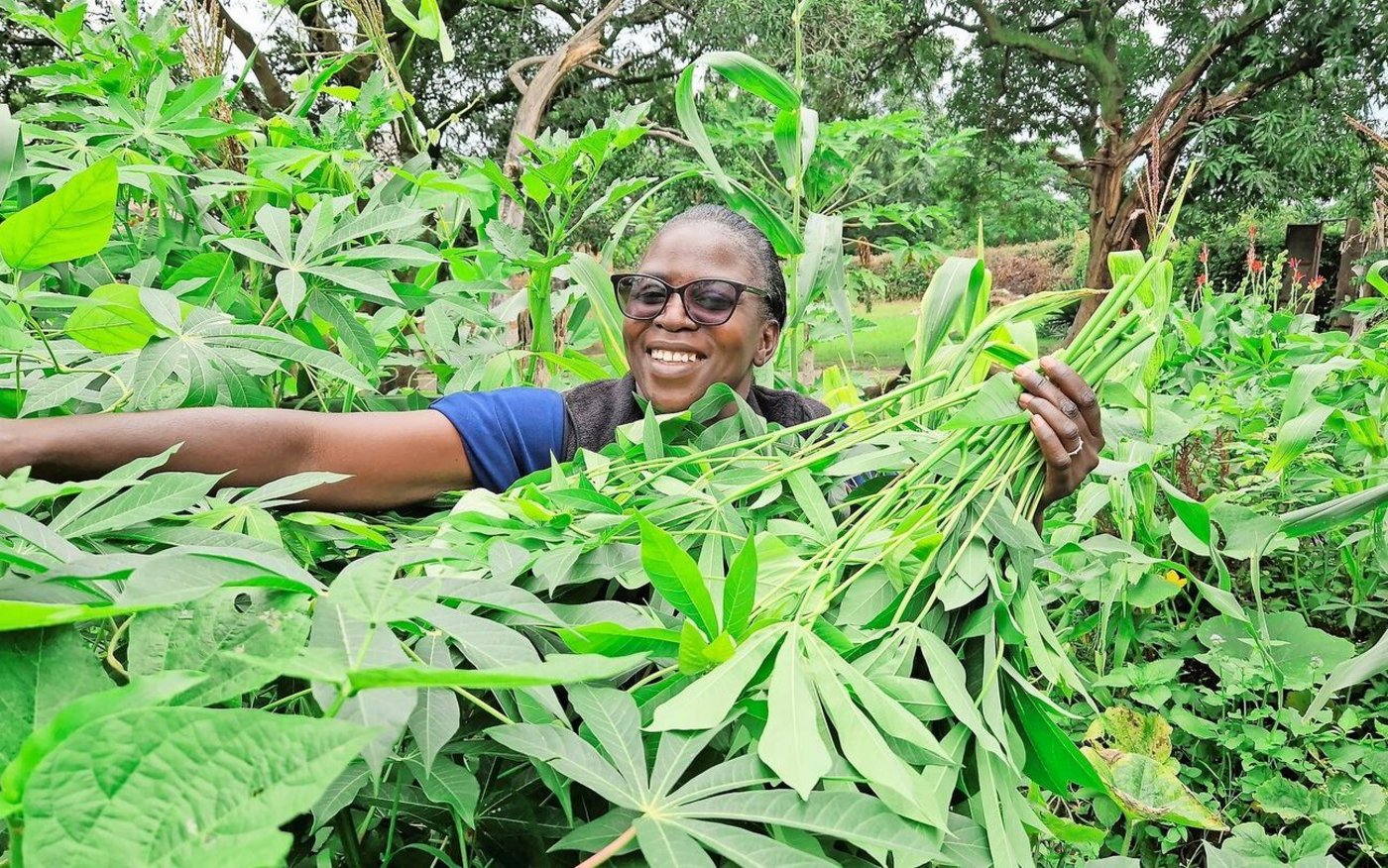 Grosszügig schneidet Belinda Zulu ganze Stängel von einem Kassava-Strauch in ihrem Garten. Die Pflanze kann über Stecklinge vermehrt werden, die Blätter  sind für den Verzehr geeignet.  