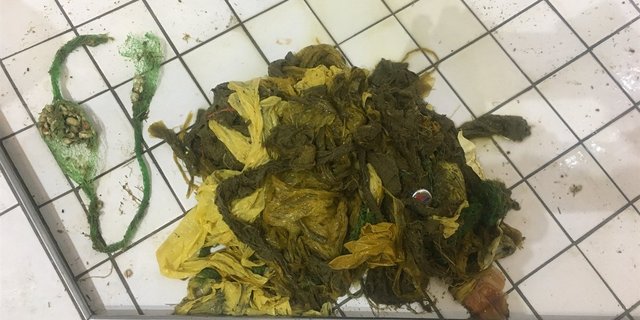 Das Plastik füllte den Magen des Hirsches und das Tier magerte ab. (Bilder zVg)