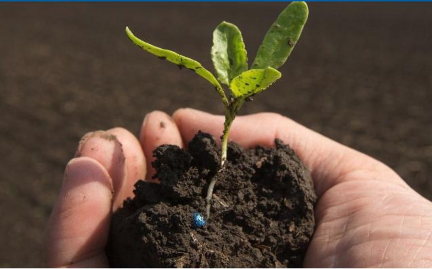 Strube liefert Saatgut in 30 Länder weltweit, unter anderem für den Anbau von Zuckerrüben. (Bild Screenshot strube.net)