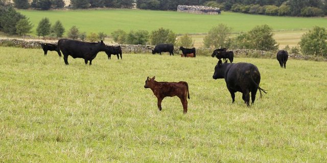 Schottland ist bekannt für seine Angus-Rinder. Ihr Fleisch darf künftig von Privatpersonen aber nicht mehr aus Schottland in die Schweiz mitgenommen werden. (Bild lid/ji)