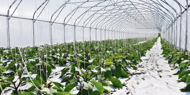 Im revidierten Sachplan Fruchtfolgeflächen gelten Gewächshäuser als Spezialfälle – wie Golfplätze. (Bild jba)