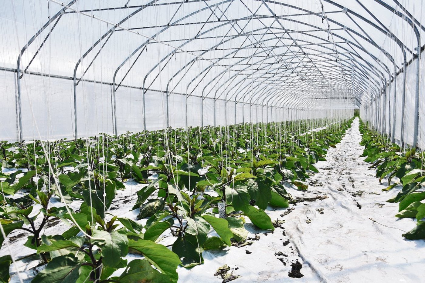 Im revidierten Sachplan Fruchtfolgeflächen gelten Gewächshäuser als Spezialfälle – wie Golfplätze. (Bild jba)